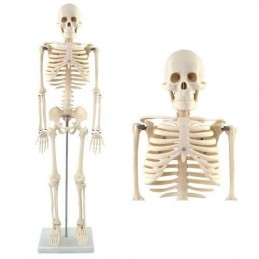 Skelet model (88cm)